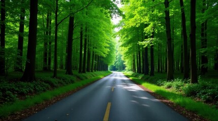 Obraz premium A sunlit asphalt road winds through a vibrant green forest, tall trees creating a natural tunnel of leaves overhead
