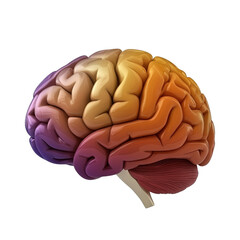 Colorful brain model illustration showing detailed human brain anatomy with vibrant hues representing different regions and functions for educational purposes
