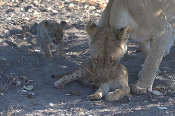 lion in wild savanna , Animal of africa