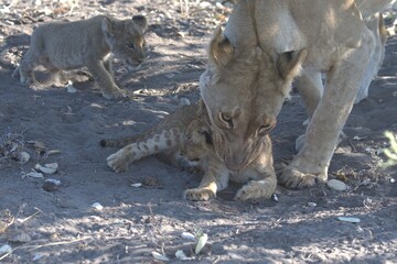 Obraz premium lion in wild savanna , Animal of africa
