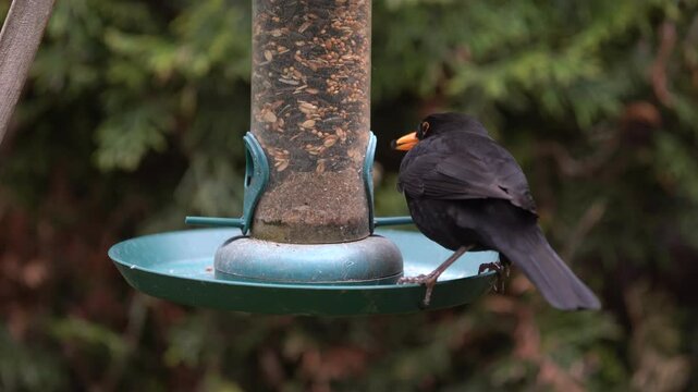 blackbird at the feed silo