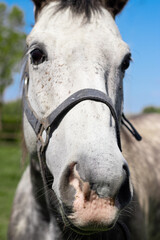Close-up of gray horse head on a bright natural background. Great for veterinary ads, horse care, equine clinics, feed packaging, pet wellness, animal health, natural recovery visuals.
