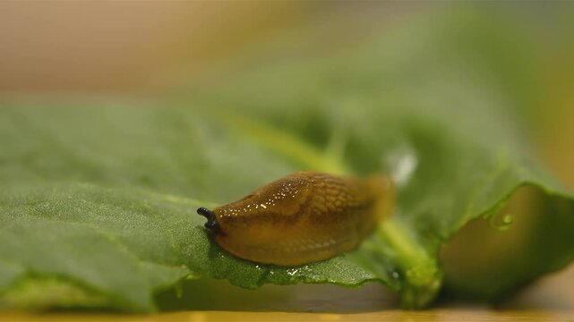 Brown Slug Crawling on Fresh Green Lettuce Leaf &ndash; Close-Up Macro Shot of Garden Pest