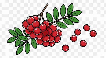 Vector illustration with bold and cartoonish elements on a transparent background: a set of small, round, dark red berries,