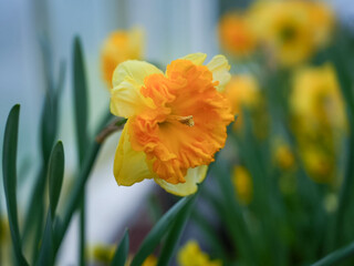 Bright Yellow and Orange Daffodil Close-Up