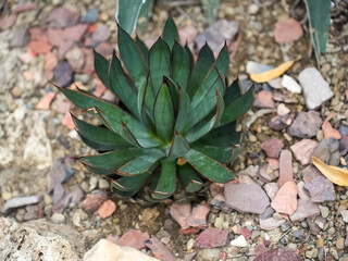 Close-up of spiky agave plant in desert setting
