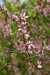 Prunus tenella, dwarf Russian almond, species of deciduous shrub in genus Prunus. Close-up flowers
