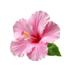 pink hibiscus flower, Vibrant hibiscus flower tropical summer isolated, colorful exotic hibiscus flower tropical summer, bright fresh hibiscus flower tropical summer.