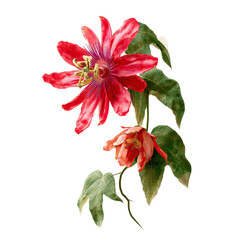 Fototapeta premium Vibrant Red Passion Flower Vine Botanical Illustration