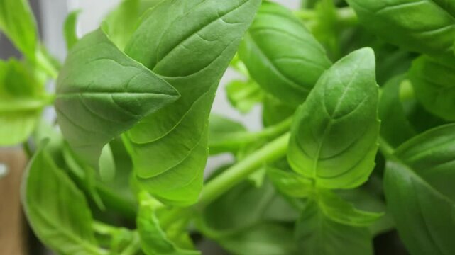 bouquet de basilic, en gros plan, sur une table