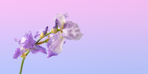 Blue purple iris flower on a gradient pink blue background with space for text. Summer floral background for new product, sale, cosmetic, presentation. Happy Mother's Day greeting card, happy birthday