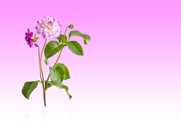 Obraz premium White purple dahlia flower on a gradient pink white background with space for text. Summer floral background for new product, sale, cosmetic, presentation. Happy Mother's Day greeting card, happy