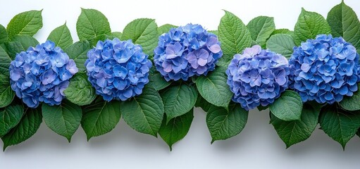 Stunning Blue Hydrangeas Floral Arrangement: A Serene Row of Blossoms