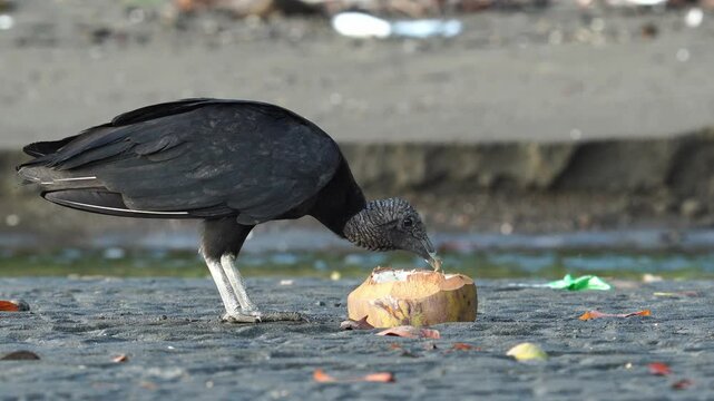Black Vultures feed on coconut under the sun on a tropical Pacific beach. Wild coastal behavior captured in natural light.