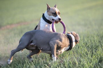 Two purebred Staffordshire Terrier dogs play on a summer field.