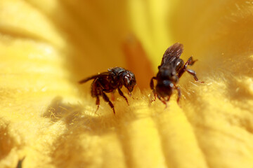 Bees in Action Collecting Nectar