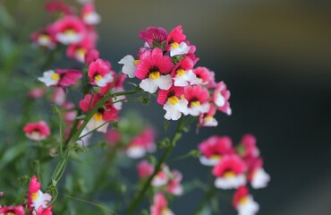 Gentle winds of Nemesia in the park on a blurred background
