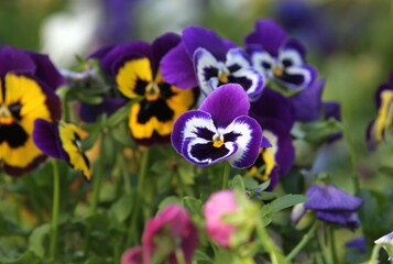 Viola wittrockiana with bright and colorful flowers on a blurred background
