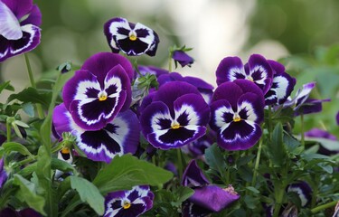 Viola wittrockiana with bright and colorful flowers on a blurred background
