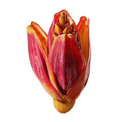 Vibrant Red and Orange Banana Blossom Close-Up