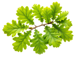 green leaves isolated on white