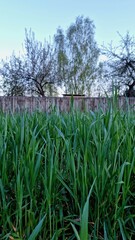 view of wooden fence and trees through green grass