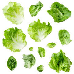 "Fresh Green Lettuce Leaf – Isolated PSD Template with wight  Background"



