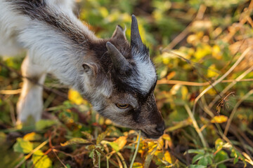 Close-Up of Young Goat Grazing on Leaves