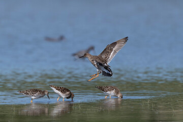 Ruff (Calidris pugnax) in flight and landing on a lagoon at Isonzo river mouth nature reserve, Isola della Cona, Friuli Venezia Giulia, Italy.