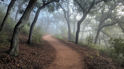 Fototapeta premium A mysterious trail through a forest thick with fog, where tall treesâ€™ branches stretch toward each other overhead. 