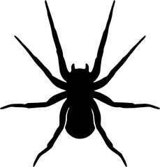 Silhouette of spider on a white background. Vectors illustration 