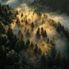 Fototapeta premium Nature reveals its beauty in the misty forest at dawn, showcasing towering trees and golden sunlight filtering through fog