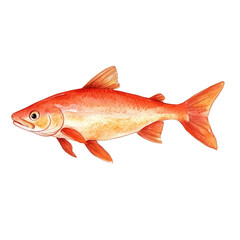 Vibrant Salmon Illustration Perfect for Nature and Wildlife Themes, Freshwater Ecosystems, and Aquatic Life Projects