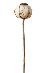 Isolated Dry Poppy Head