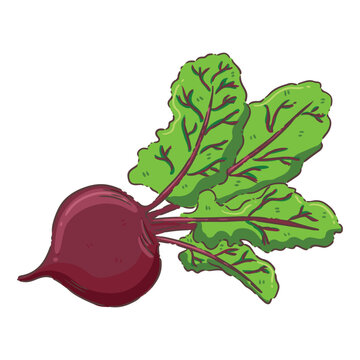 red beet with green leaves clip art preview