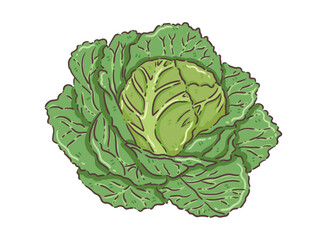 cabbage isolated on white background