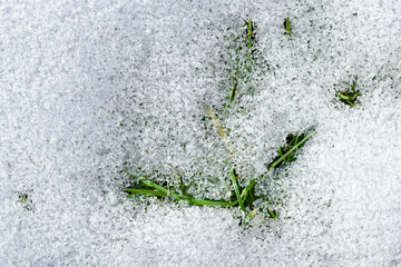 Melted snow mold on the spring lawn grass after winter on the soil. Winter frame loose snow shiny ice background