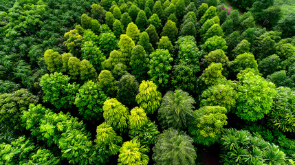 fleet monitoring reforestation efforts in a tropical environment