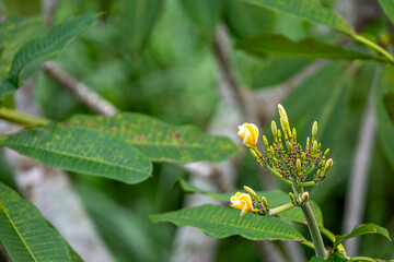 White frangipani flower in Bali, Image shows the beautiful white and yellow flower plant about to blossom