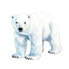 Fototapeta premium Isolated Polar Bear in a Snowy Landscape, Strong and Majestic, Facing Forward with Bright White Fur and Gentle Expression
