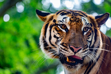 Close up of a Sumatran tiger or Panthera tigris sumatrae under some trees on a safari