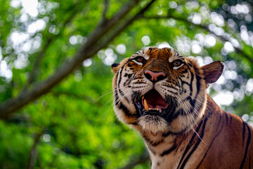 Close up of a Sumatran tiger or Panthera tigris sumatrae under some trees on a safari