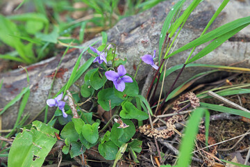 Common Dog Violet plant, Derbyshire England
