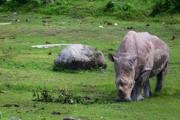 Sumatran Rhinoceros grazing on a safari, Image shows a lone Rhino grazing grass  © J.Woolley