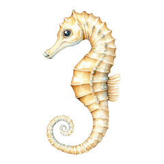 Fototapeta premium Detailed Illustration of a Beautiful Seahorse Isolated on Transparent background for Marine Life Design Projects