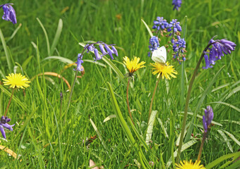Small White Butterfly perched on a Dandelion, Derbyshire England
