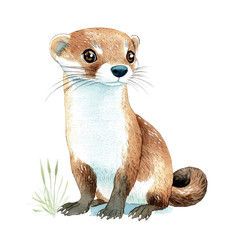 Adorable Stoat Sitting Alone in a Natural Habitat Surrounded by Grass on an Transparent background