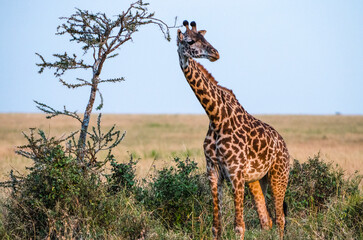 girafe dans le parc du Sérengeti en Tanzanie
