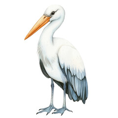 Obraz premium Isolated Stork with Elegant Features Captured on Transparent background Perfect for Nature or Wildlife Themes