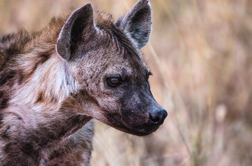 hyène dans le parc du Sérengeti en Tanzanie
